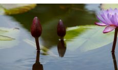 龙男与属鸡女:理想的生肖配对,顺畅与和谐的爱情之路