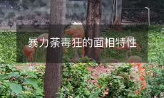 暴力成性的面貌特征:暴戾肆虐的迹象及其与人类心理的关联