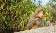 80年属猴者的家居大门方向对于好风水的重要性