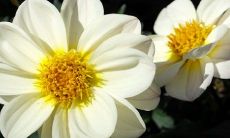 2023年正月初八男孩的出生时间对工作表现有何影响?几点生辰最佳?据说辰时出生的男孩会更加兢兢业业!