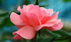 如何通过手相来判断女性是否具有旺夫之气,探讨绵软手掌与幸福婚姻之间的关联?