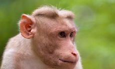 80年属猴的人应该住在几楼以获得最大的吉利之祥?并探究适合80年属猴的人选择的幸运物是什么?