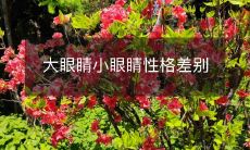 大眼和小眼之间存在的个性差异