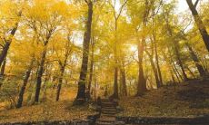 如何在日常生活中采用民间传统方法缓解右眼跳的灾害并解译其预示意义?