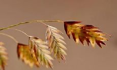 当年柱披麻的时候,如何避免在婚嫁择日时犯披麻煞的迷信?