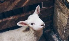 79年属羊的你应该住在哪一层呢?属羊人的楼层选择建议