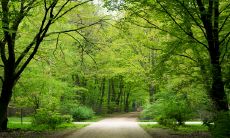 猪年生肖最佳搭档:揭秘与哪些生肖最配,属羊人过上幸福美好生活的秘笈