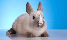 预测:1975年出生的属兔女性在2021年将迎来令人期待的可喜运势——46岁的属兔女性可以期待怎样的人生转机?