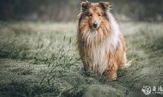 车撞到狗未造成死亡,意味着什么?如何妥善处理撞死狗的情形?