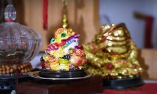 如何选择种植植物以提高家中盆栽的提运效果?