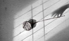 苗族歌舞文化中令人叹为观止的牛文化传承与表达