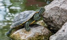 拥有什么风水讲究的祠堂门口的池塘 - 一图胜千言!