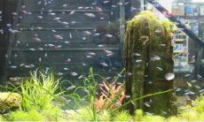 放置在家中的空鱼缸如何处理以达到最佳效果?