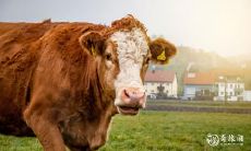 根据风水学,属牛人在73年住哪层楼最为吉利,最全面的楼层选择及运势评估指南