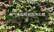 探秘晦气对事业成长的影响,解读风水学对未来发展的启示