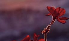 【2027年丁未日柱男命】十二生肖分析,个人运势预测,爱情事业财富,全方位解读!