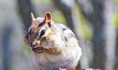 如何化解属鼠人72年住在不利的四楼风水问题?探讨四楼住宅风水不利的影响及解决方案