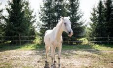 马年女性佩戴玉质手镯的适宜之处,如何选择适合属马女性的手镯?