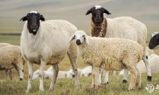 属羊之人在67年出生住几层楼最吉利?