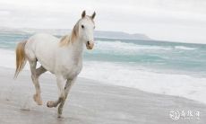 属马人士在六十六年选住四楼应考虑哪些风水禁忌?!——详解生肖马的风水须知