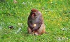 属猴人生肖适合住几层楼?以68年生肖猴为例,6层楼住宅是否合适?