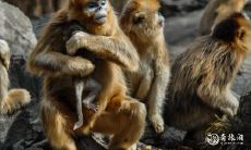 一位属猴的人在68年选择了位于19楼的住所