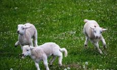 如何选择属羊最佳住房风水方位?比较东户和西户,看看是否67年出生的属羊住几楼更好?