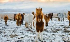 经过66年的属马住户调查,结论显示:在楼层选择上,属马的最佳居住楼层为几层呢?