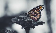 揭示劳动阶层人物的手相特征和命运掌握:来自劳碌命的手型分析