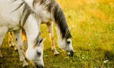 属马人的五行与楼层选择:探究66年属马人住在第九楼的优劣之处