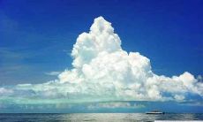 改写后的标题:养哪种鱼可以有效招财?探讨一些家居中最旺财的鱼类选择