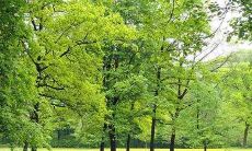 如何布置家居风水能够有效地提高财运?