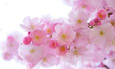 不佳,常常陷入困境 - 佛经中对于外貌吸引力的人所遭遇挫折和不幸的探讨