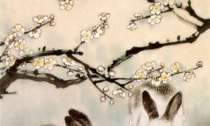 探寻属兔人的吉利颜色:如何借助颜色提升财运、招财纳福并改善事业呢?