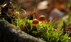 详细解析五行属相年份查询表:金、木、水、火、土特点一览