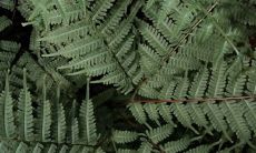 通过命格查询实现五行分析的详细解读技巧大全