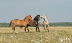 预测属马人在2023年2月25日之后的运势:缺乏秩序性会影响做事表现