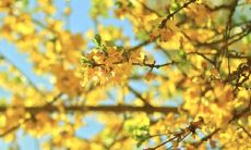 大林木最适宜出生的月份是哪个?根据命理学解析,应该出生于这个月份才会有富贵人生!