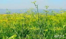 称骨算命和八字算命两种流派的区别及其准确性哪个更高?