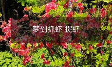 梦见自己无穷劲地啃食一只新鲜的大虾,享受着海洋的味道与美妙的质感!