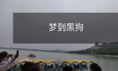 在深夜梦中遇到一只阴森的黑狗:探讨梦境中动物形象的象征意义