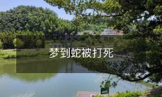 在梦中见到一只蛇被残忍地击杀,引起各种情感和思考的想象