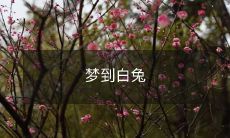 睡眠中见白兔的不可思议经历:探寻梦境中生动的瞬间