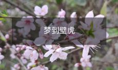 在梦中遇见了壁虎:一次神秘而令人印象深刻的梦境体验