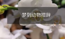 如何解读梦境中出现的动物,以及不同动物的象征意义及可能带来的启示