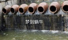 梦中遇到缓慢爬行的蜗牛:探讨梦境中象征性的生物符号和潜在的心理寓意