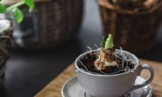 如何选择适合办公桌摆放的植物?推荐几种适宜环境并具有美观与保健效果的办公室植物