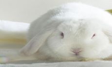 根据2023年的生肖属兔,其五行属性为水,其对应的五行是卯,也就是说2023年的生肖兔五行属水卯