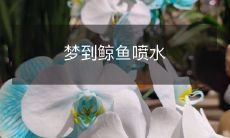 夜晚做梦之魔幻景象:身临其境梦见鲸鱼在汹涌的大海中自由翱翔,瞬间喷涌出壮观的水柱!