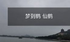 在夜晚的梦中与仙鹤相遇:一个华丽的鹤世界